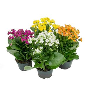 Flor de Kalanchoe Dobrado Sortida
