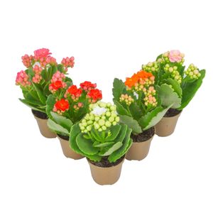 Flor de Kalanchoe Dobrado PT06 Sortida