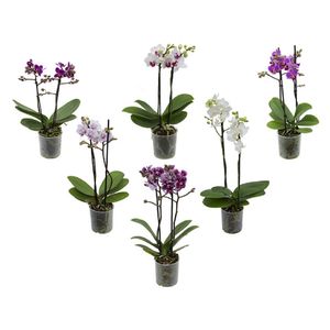 Mini Orquídea Phalaenopsis Mix PT09 Sortida