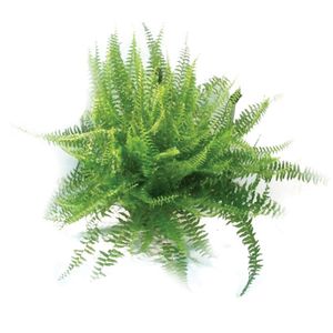 Samambaia Americana C21
