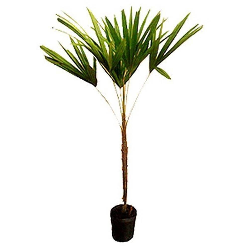Imagem do produto Planta Natural Palmeira Raphis