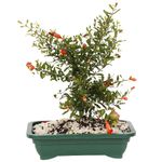 Bonsai-Frutas-Diversas---P0979---TimLog--9-
