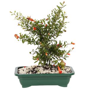 BONSAI FRUTAS DIVERSAS