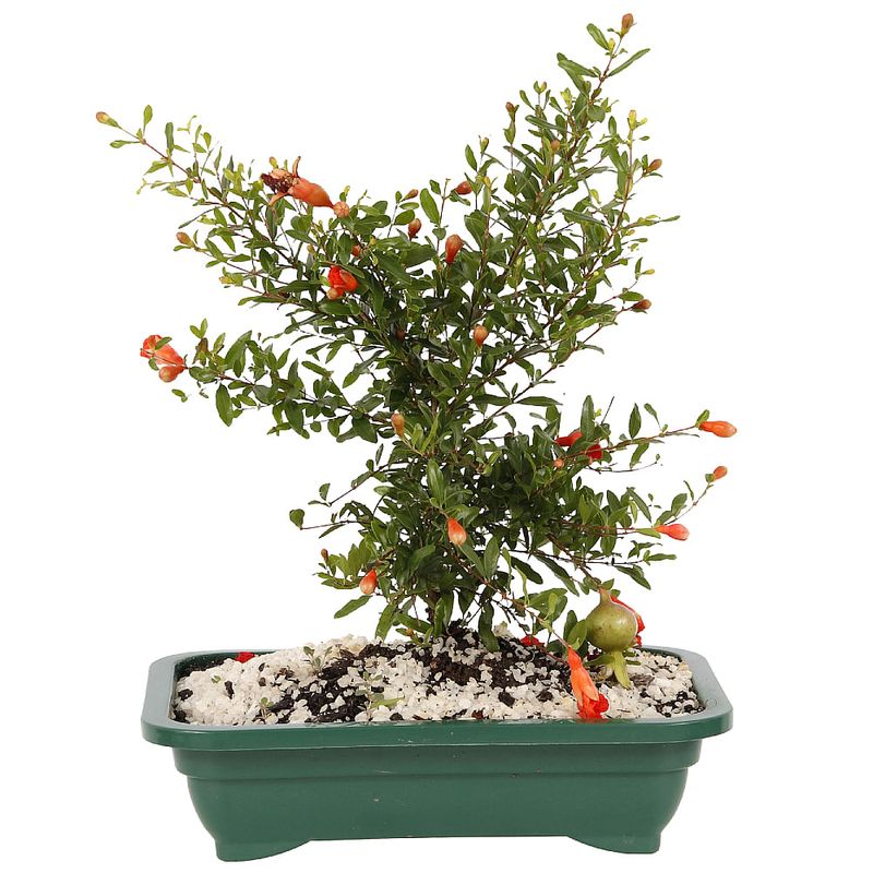 Bonsai-Frutas-Diversas---P0979---TimLog--9-