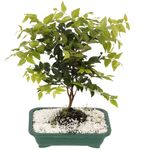 Bonsai-Frutas-Diversas---P0979---TimLog--1-