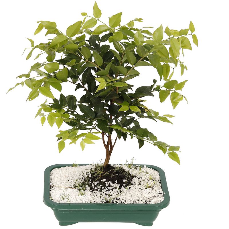 Bonsai-Frutas-Diversas---P0979---TimLog--1-