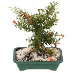 Bonsai-Frutas-Diversas---P0979---TimLog--8-