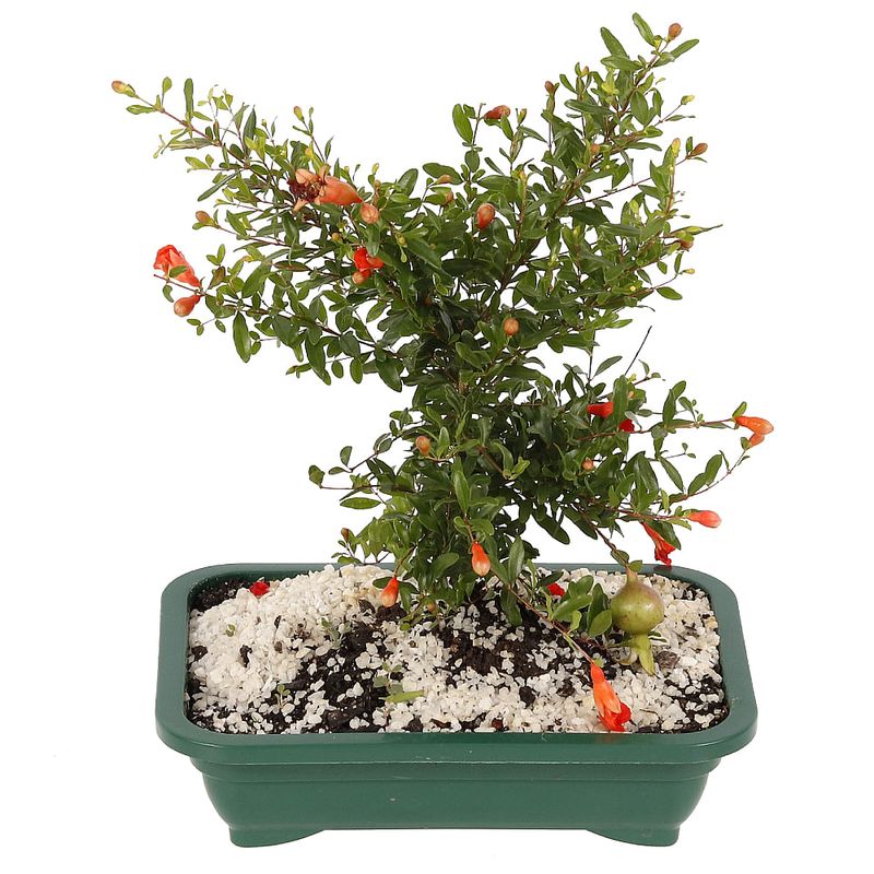 Bonsai-Frutas-Diversas---P0979---TimLog--8-