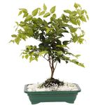 Bonsai-Frutas-Diversas---P0979---TimLog--2-