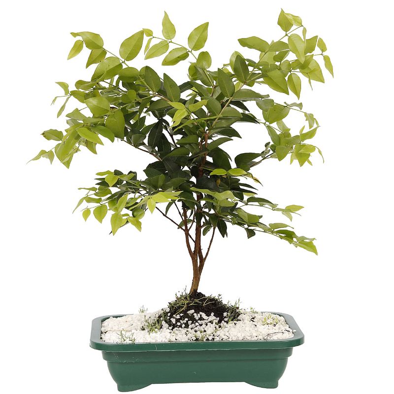 Bonsai-Frutas-Diversas---P0979---TimLog--2-