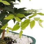 Bonsai-Frutas-Diversas---P0979---TimLog