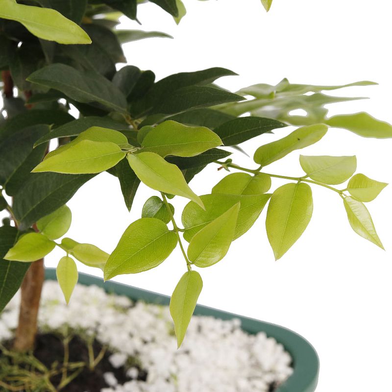 Bonsai-Frutas-Diversas---P0979---TimLog