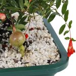 Bonsai-Frutas-Diversas---P0979---TimLog--7-