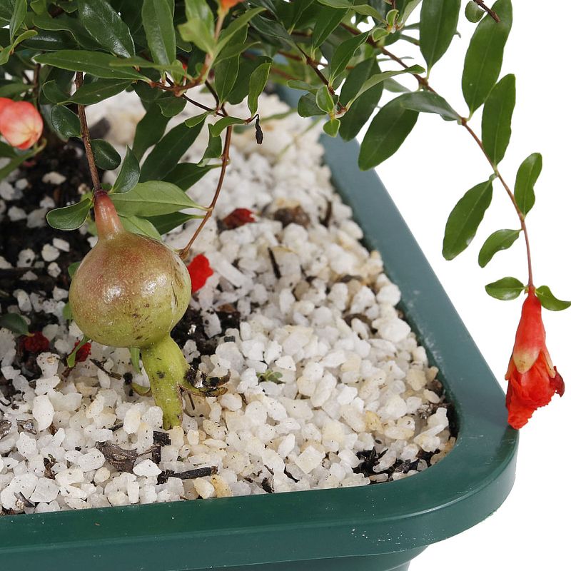 Bonsai-Frutas-Diversas---P0979---TimLog--7-
