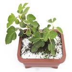 Bonsai-Frutas-Diversas---P0979---TimLog--4-