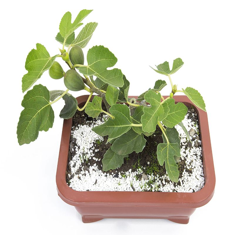 Bonsai-Frutas-Diversas---P0979---TimLog--4-