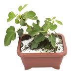 Bonsai-Frutas-Diversas---P0979---TimLog--3-