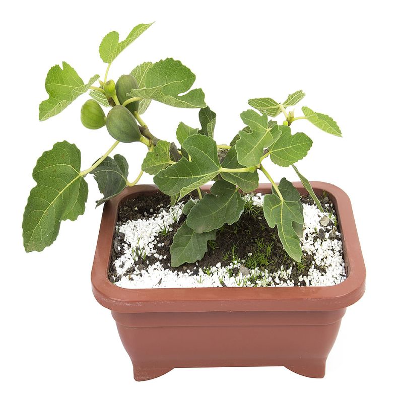 Bonsai-Frutas-Diversas---P0979---TimLog--3-