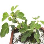 Bonsai-Frutas-Diversas---P0979---TimLog--5-