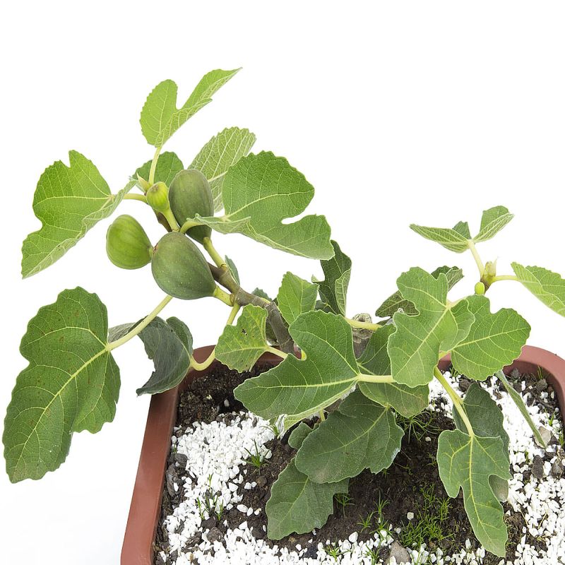 Bonsai-Frutas-Diversas---P0979---TimLog--5-