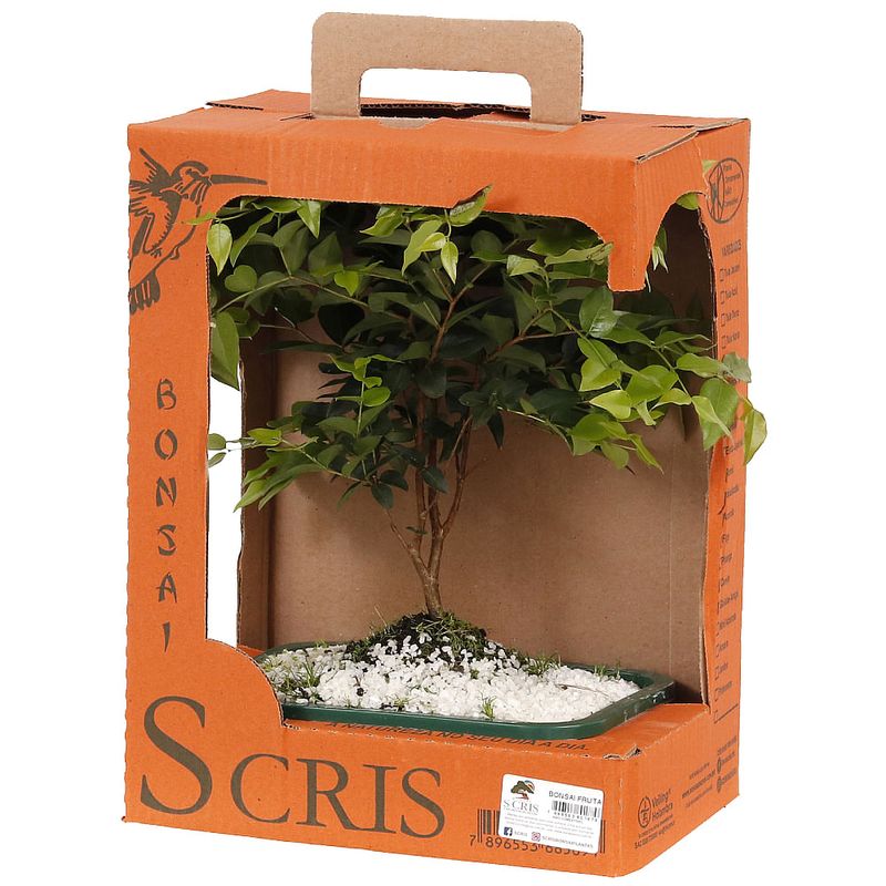 Bonsai-Frutas-Diversas---P0979---TimLog--10-